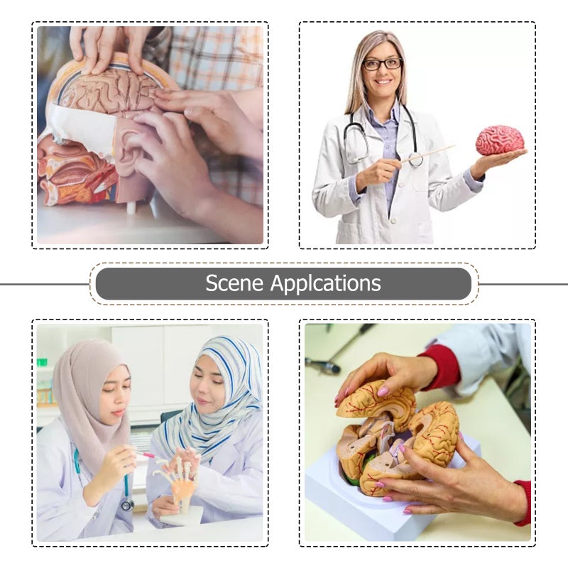 2 pcs Anatomy Brain Model Vessel Model Assembled Brain Model for - Image 4