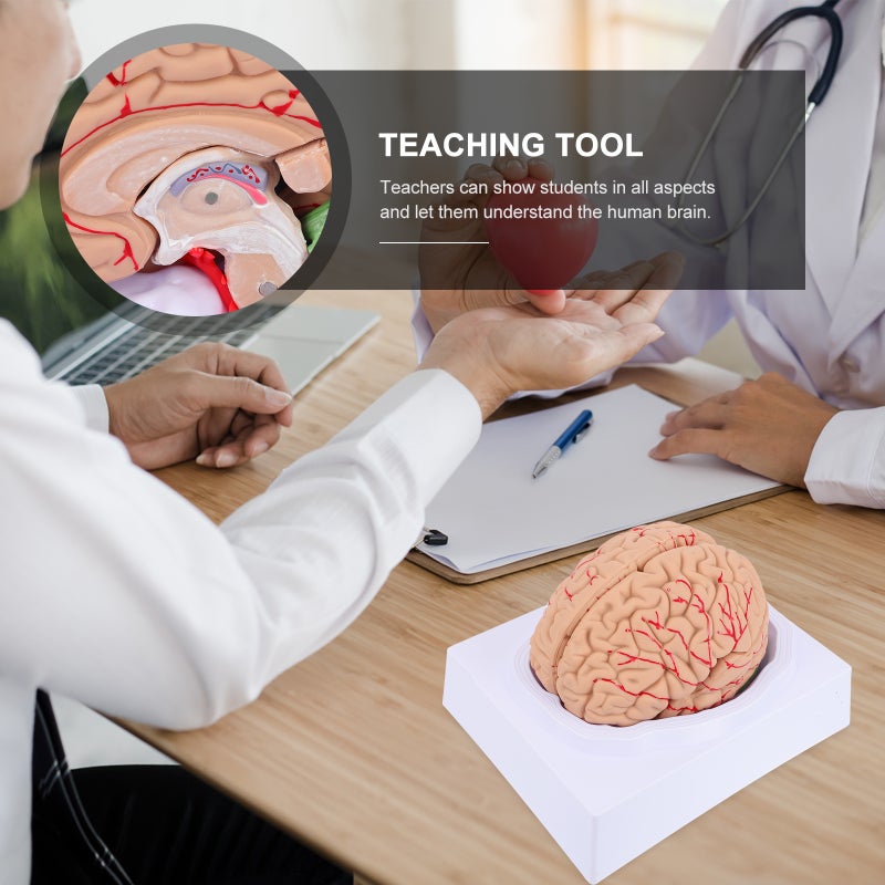2 pcs Anatomy Brain Model Vessel Model Assembled Brain Model for - Image 5