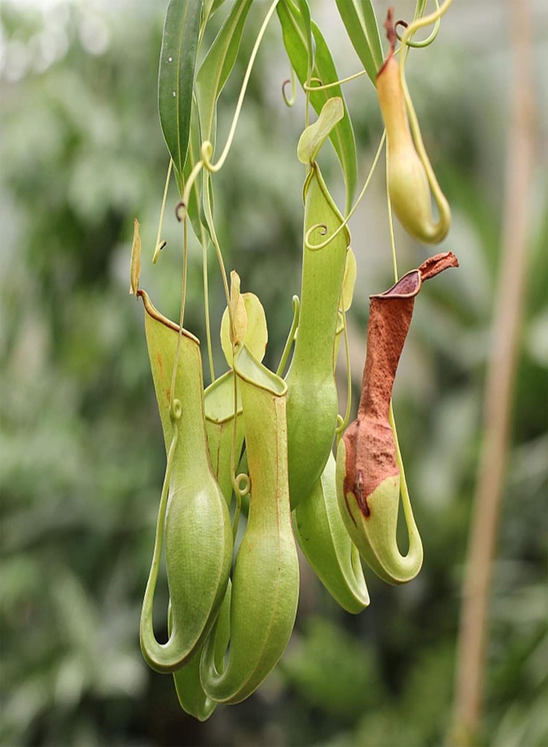 GGOOT 50Pcs Premium Flower Seeds, Nepenthes Seeds Decorative Tropical with Pouch Carnivorous Plants Seeds for Home Green - Image 1