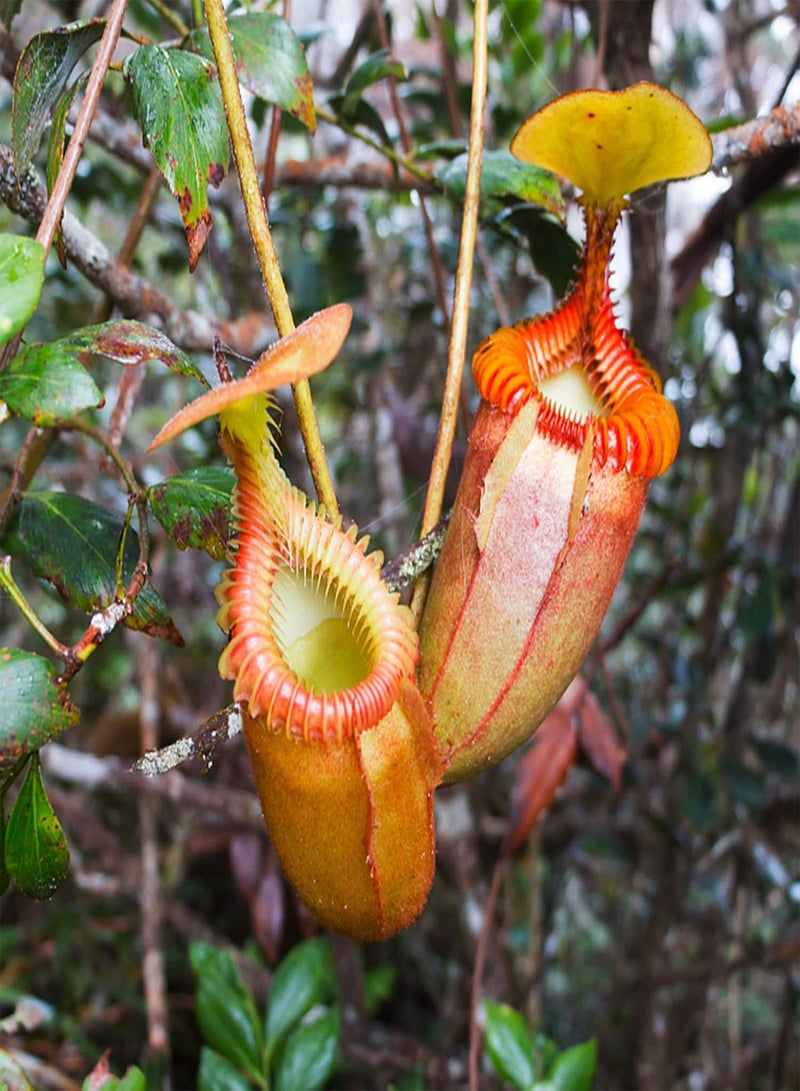 GGOOT 50Pcs Premium Flower Seeds, Nepenthes Seeds Decorative Tropical with Pouch Carnivorous Plants Seeds for Home Green - Image 5