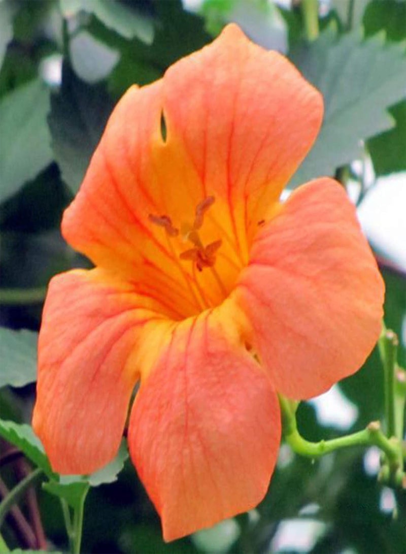 جي جوت 100 قطعة/حقيبة من بذور كامبسيس جرانديفلورا الطازجة سهلة الزراعة، متنوعة الألوان، نباتات متسلقة ملونة للحديقة، بذور للمنزل - بذور كامبسيس جرانديفلورا - Image 3