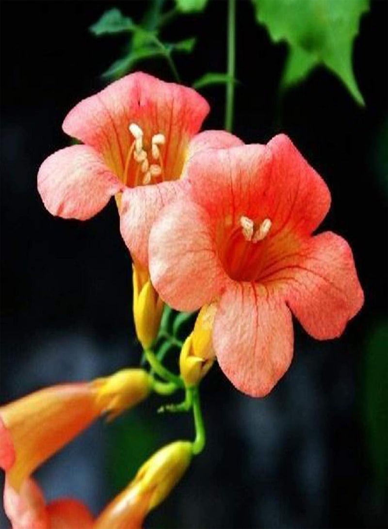 جي جوت 100 قطعة/حقيبة من بذور كامبسيس جرانديفلورا الطازجة سهلة الزراعة، متنوعة الألوان، نباتات متسلقة ملونة للحديقة، بذور للمنزل - بذور كامبسيس جرانديفلورا - Image 1