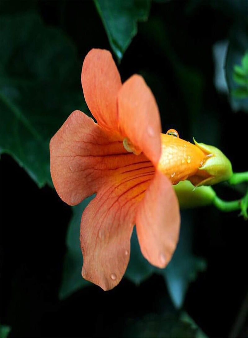 جي جوت 100 قطعة/حقيبة من بذور كامبسيس جرانديفلورا الطازجة سهلة الزراعة، متنوعة الألوان، نباتات متسلقة ملونة للحديقة، بذور للمنزل - بذور كامبسيس جرانديفلورا - Image 2