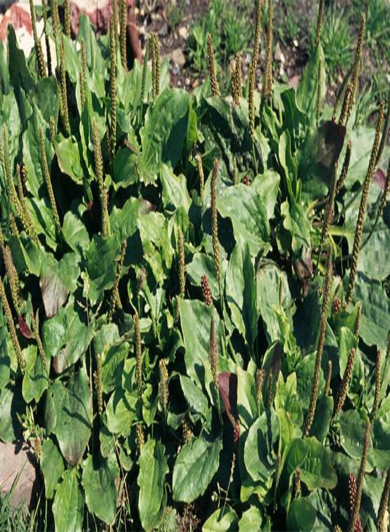 جي جوت لسان الحمل عريض الأوراق، بلانتاجو ماجور، 60+ بذرة، غذاء للسلاحف - Image 2