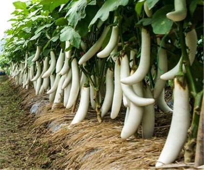 Navya Agriallied Desi White Brinjal Seeds for Kitchen Garden Rooftop Balcony Garden 50 Seeds - Image 2