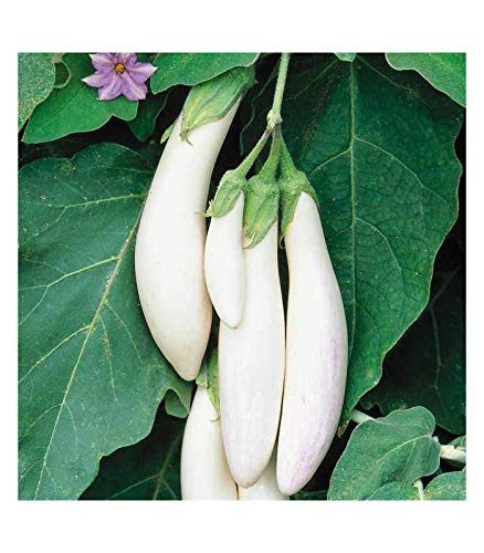 Navya Agriallied Desi White Brinjal Seeds for Kitchen Garden Rooftop Balcony Garden 50 Seeds - Image 3