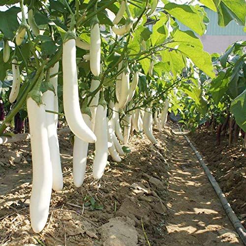 Navya Agriallied Desi White Brinjal Seeds for Kitchen Garden Rooftop Balcony Garden 50 Seeds - Image 1