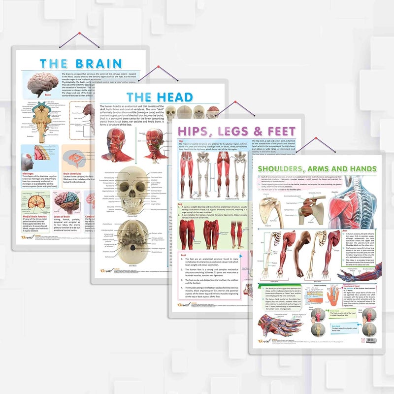 GoWoo COMBO OF 4 ANATOMY CHARTS - Image 1