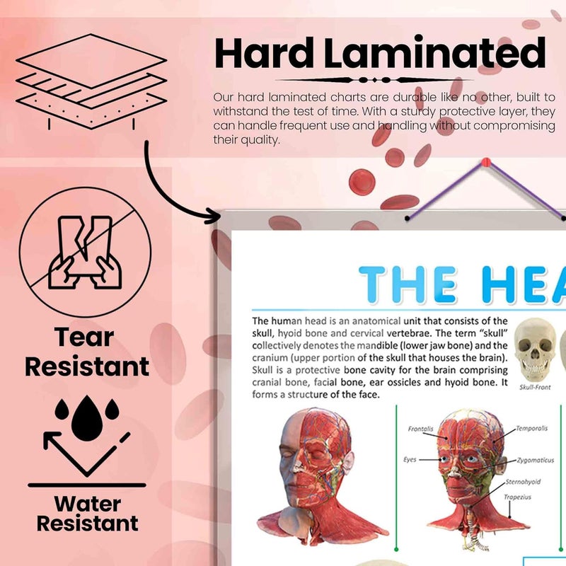 GoWoo COMBO OF 4 ANATOMY CHARTS - Image 4