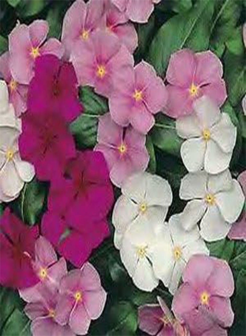 مزيج فينكا ميديتيرينيان إكس بي، 100 بذرة