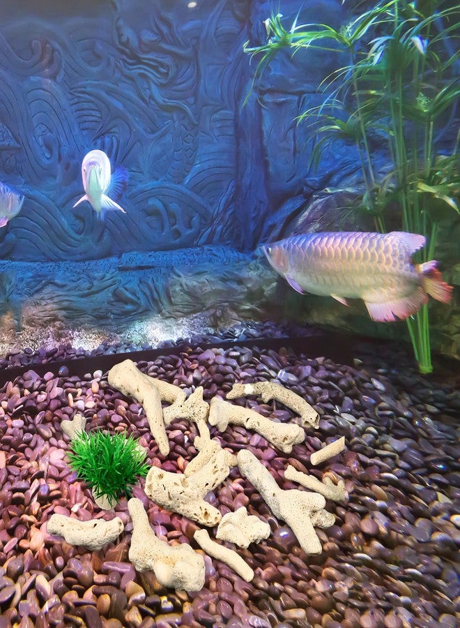 جارنيك 3-10 سم 500 غرام مرجان مطحون لأحواض أسماك المياه العذبة والمالحة، حجر مرجاني طبيعي لفلاتر أحواض الأسماك، ديكورات قاع أحواض الأسماك (لون عشوائي) - Image 3