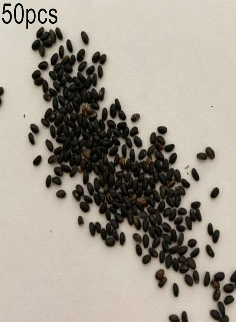 GGOOT 50Pcs Leafy Sundew Drosera Seeds,Easy Grow Plant Garden Balcony Backyard Decor for Planting Garden Yard Outdoor 1 Drosera Seeds - Image 2