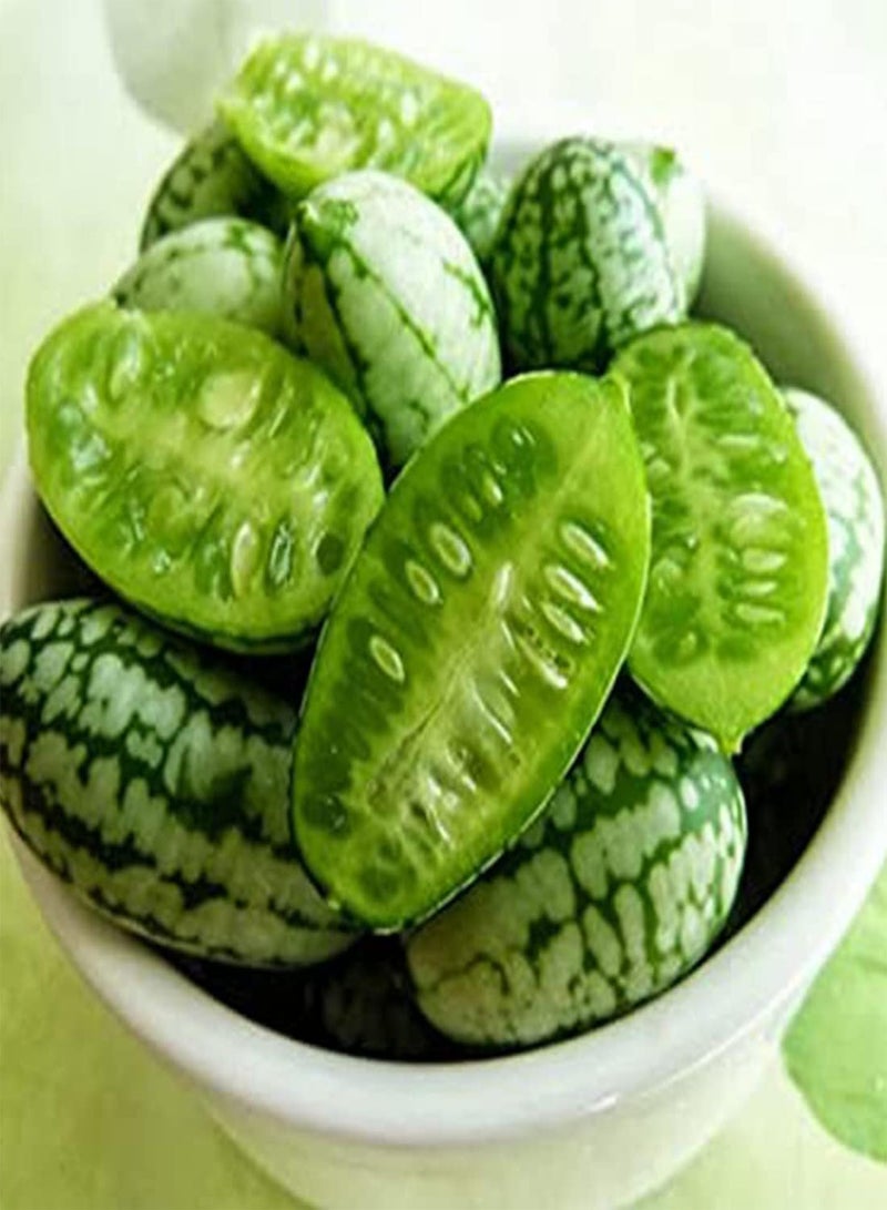 جي جوت 25 بذرة خيار لزراعة أشجار الفاكهة الاستوائية في المملكة المتحدة - Image 4