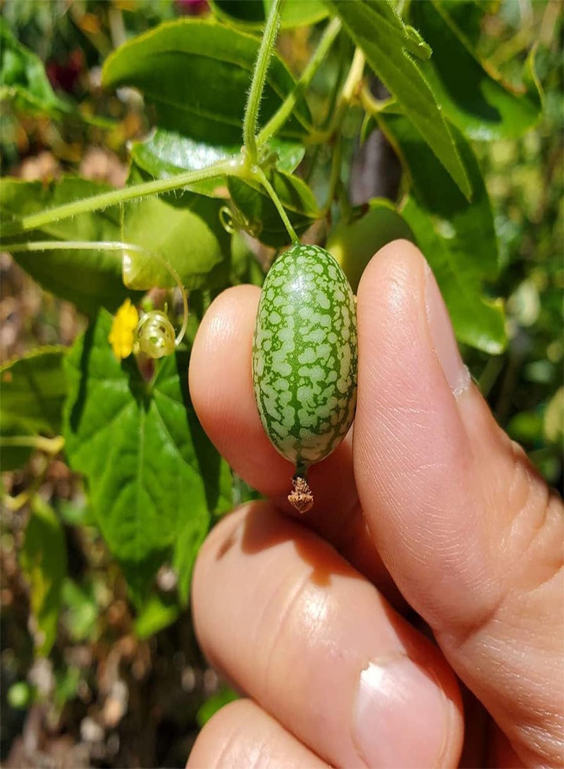 جي جوت 25 بذرة خيار لزراعة أشجار الفاكهة الاستوائية في المملكة المتحدة - Image 5