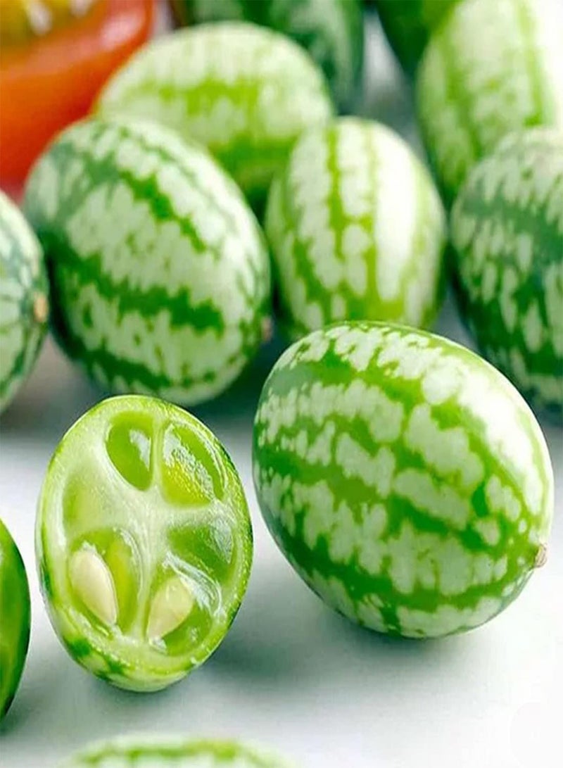 جي جوت 25 بذرة خيار لزراعة أشجار الفاكهة الاستوائية في المملكة المتحدة - Image 1