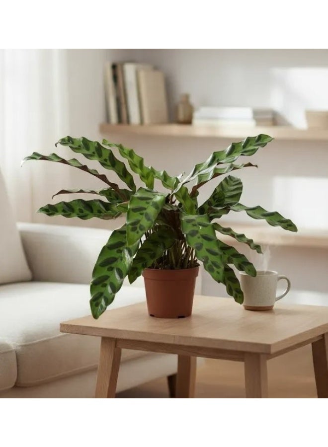 Calathea Rattlesnake Plant – Live Indoor Decorative Houseplant with Long Wavy Leaves, Air-Purifying Tropical Foliage for Home & Office Decor, Perfect for Low Light Spaces
