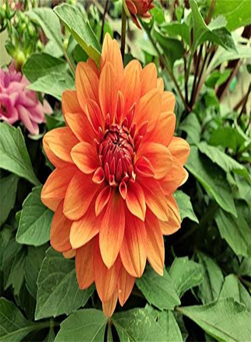 جي جوت بذور طازجة 10 قطع بذور زهرة الداليا للزراعة لون أحمر فاتح