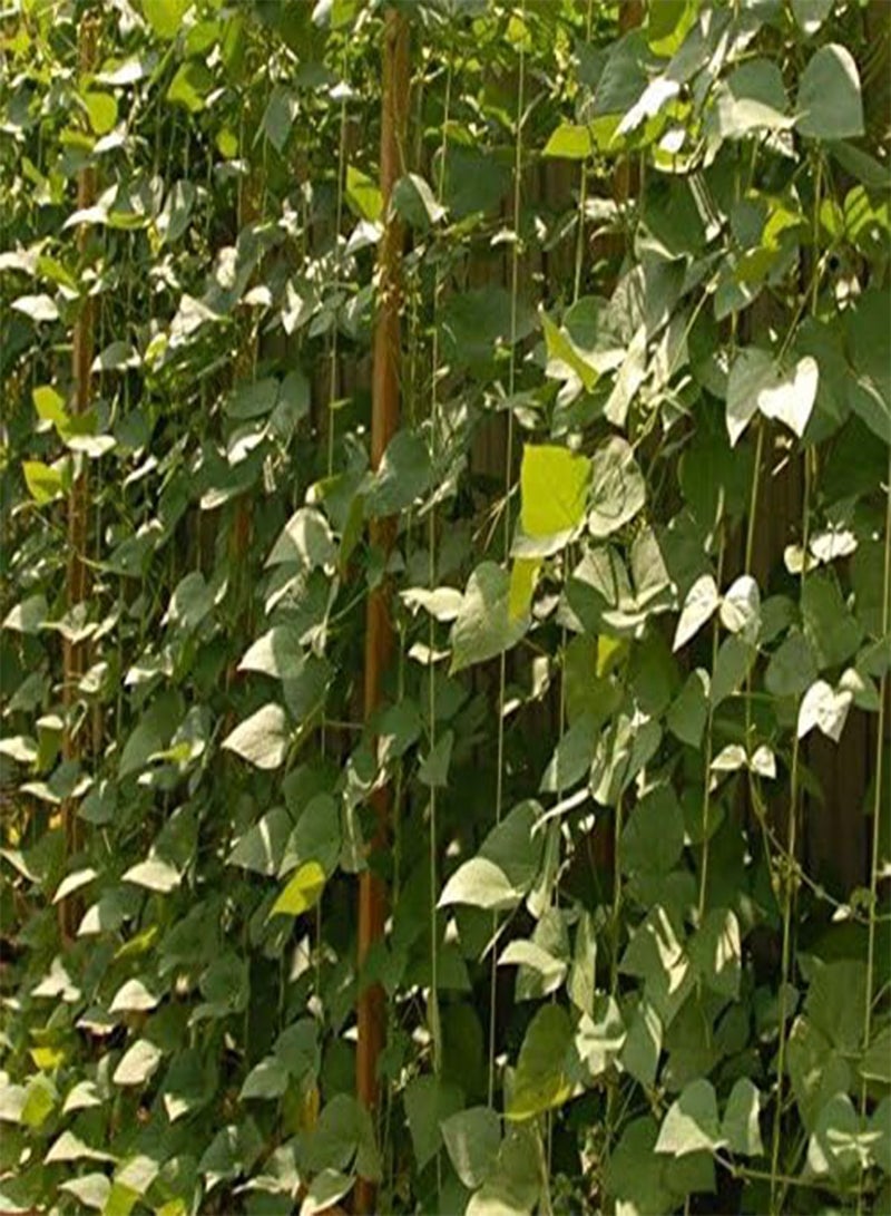 GGOOT 100 Seeds, Giant, White Lima , Pole, Butter  (King of the Garden) Heirloom - Image 2