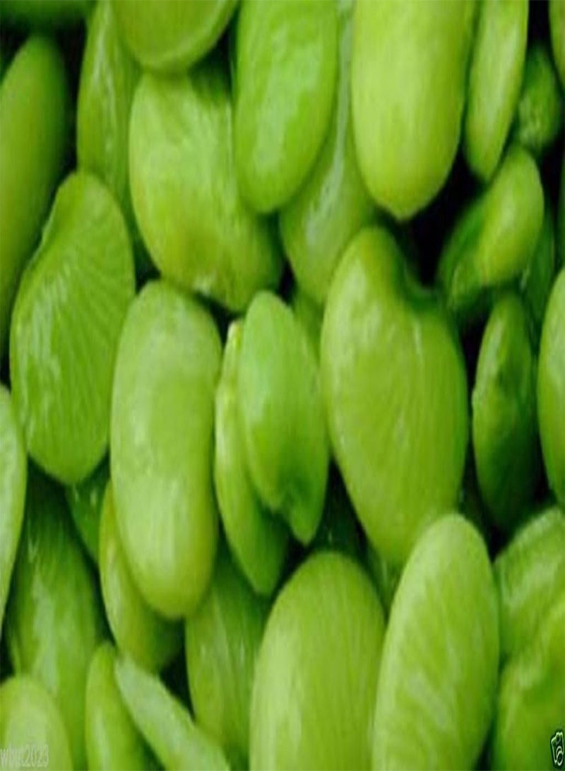 GGOOT 100 Seeds, Giant, White Lima , Pole, Butter  (King of the Garden) Heirloom - Image 3