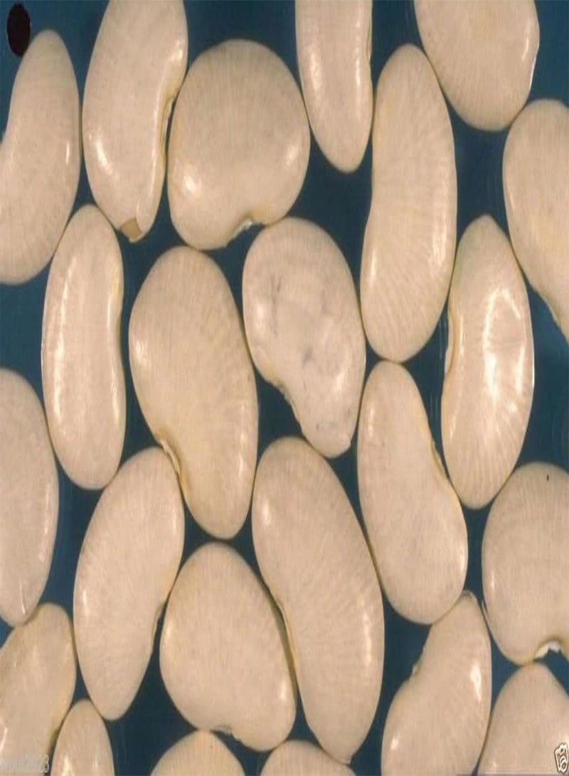 GGOOT 100 Seeds, Giant, White Lima , Pole, Butter  (King of the Garden) Heirloom - Image 1