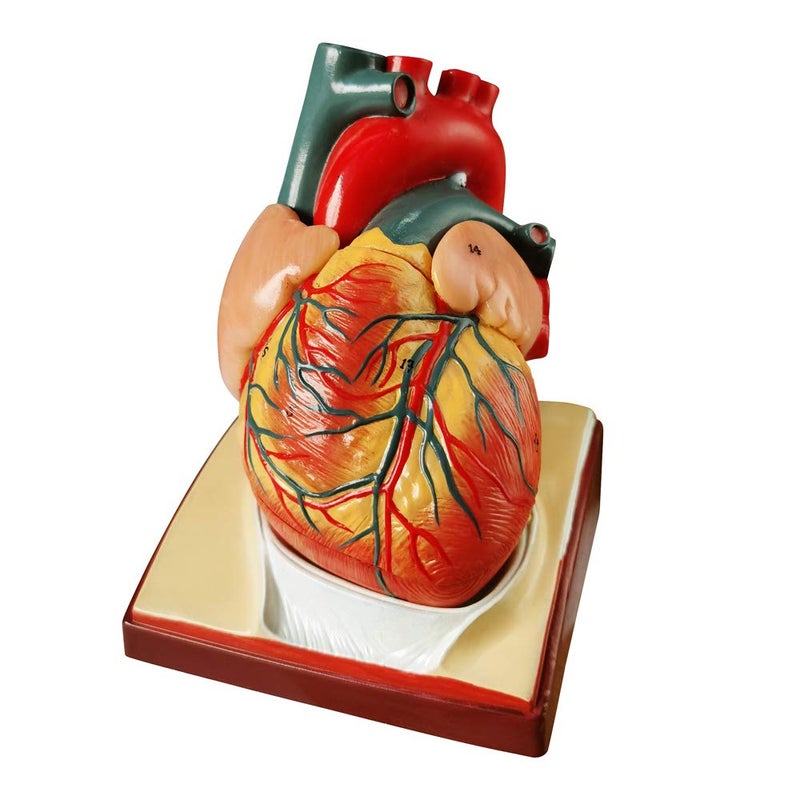Generies Life Size Human Heart Model,2-Parts 1:1 Anatomical Heart Model On Diaphragm and Pericardium Base,34 Anatomical Structures Teaching Science Models for Classroom and Cardiology Study - Image 1