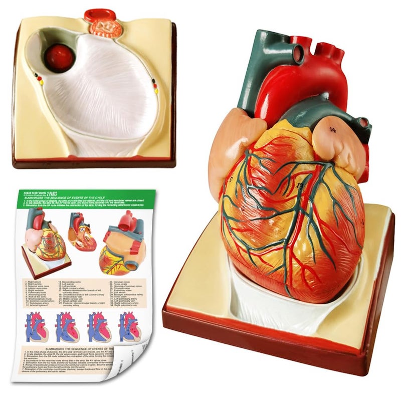 Generies Life Size Human Heart Model,2-Parts 1:1 Anatomical Heart Model On Diaphragm and Pericardium Base,34 Anatomical Structures Teaching Science Models for Classroom and Cardiology Study - Image 2