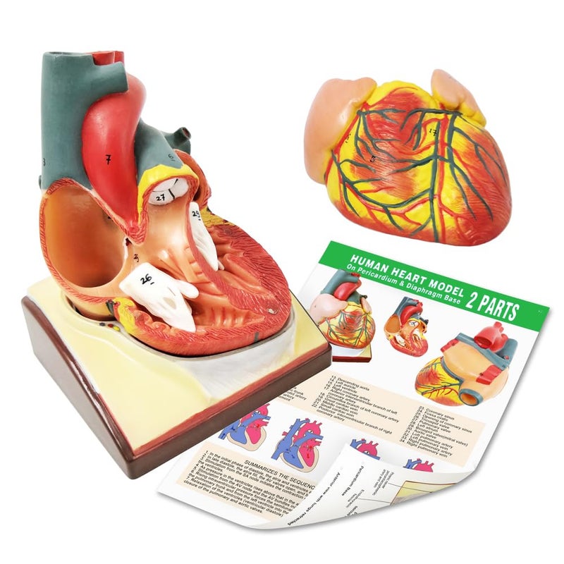 Generies Life Size Human Heart Model,2-Parts 1:1 Anatomical Heart Model On Diaphragm and Pericardium Base,34 Anatomical Structures Teaching Science Models for Classroom and Cardiology Study - Image 4