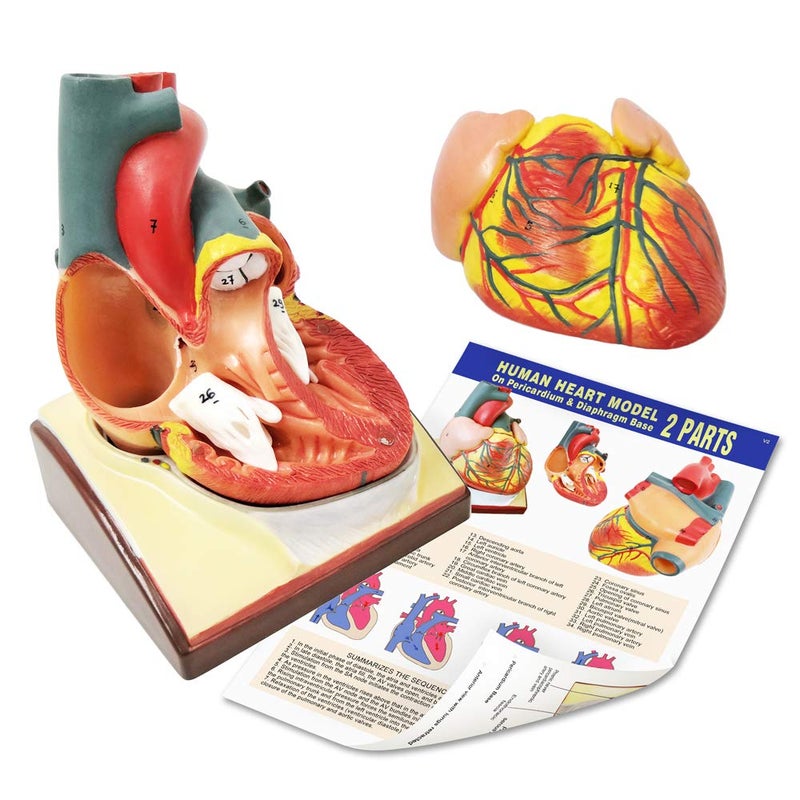 Generies Life Size Human Heart Model,2-Parts 1:1 Anatomical Heart Model On Diaphragm and Pericardium Base,34 Anatomical Structures Teaching Science Models for Classroom and Cardiology Study - Image 3