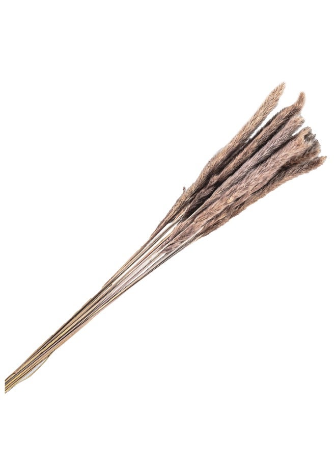 Gulf Flowers Gulf Flowers Pampas Grass Décor –  Natural Dried Pampas Grass for Flower  Arrangement Home Office Room Boho Table Living Room Décor  - Image 1