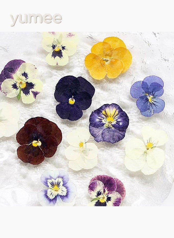 يمي زهور مجففة مضغوطة، زهور مجففة طبيعية - 54 قطعة من الزهور الحقيقية بألوان متنوعة للحرف اليدوية الأنيقة، مثالية لفن الراتنج والشموع وفن الأظافر وسجلات القصاصات والهدايا المصنوعة يدويًا - Image 4