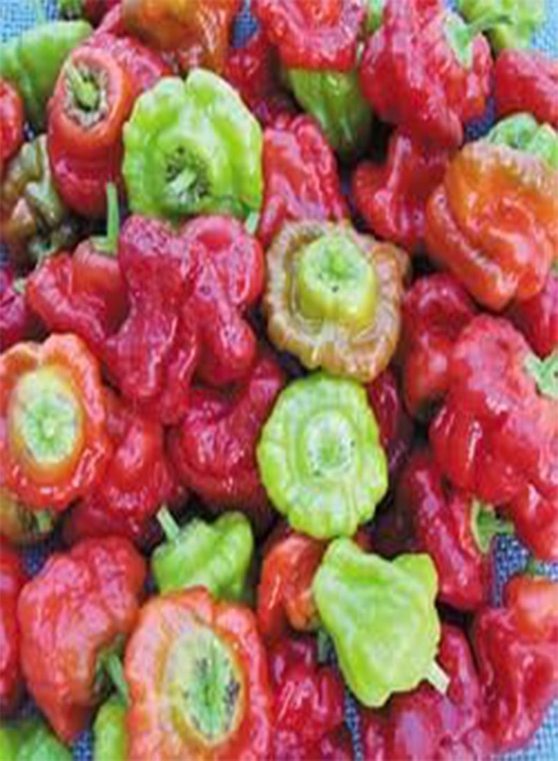 GGOOT Pepper Hot Mushroom Red Cap 100 Seeds