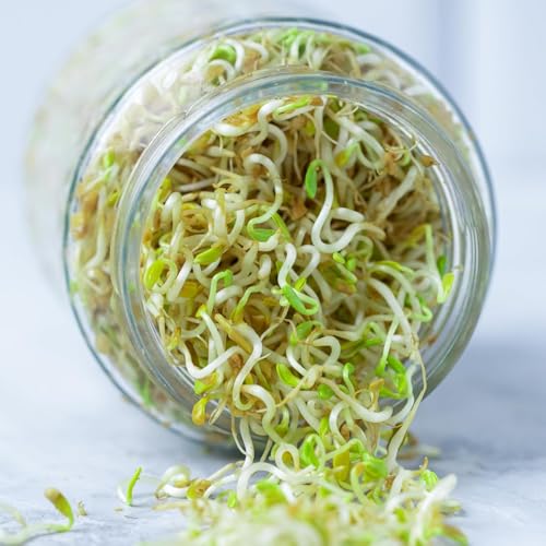 GROFFY Sprout Maker Multi Use Sprouts Maker jars - 720 ML Glass Mason Jar with Mesh Lid for All Seeds & Beans, Sprouts Making Box with Built in Drainage Stand (SET OF 2(GREEN)) - Image 3