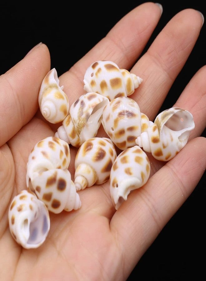 Zotoone 100g 20pcs Natural Shell Conch Beach Wedding Coastal Decoration Jewelry Making Creative Crafts Trinket Fish Tank Aquarium Ornament - Image 4