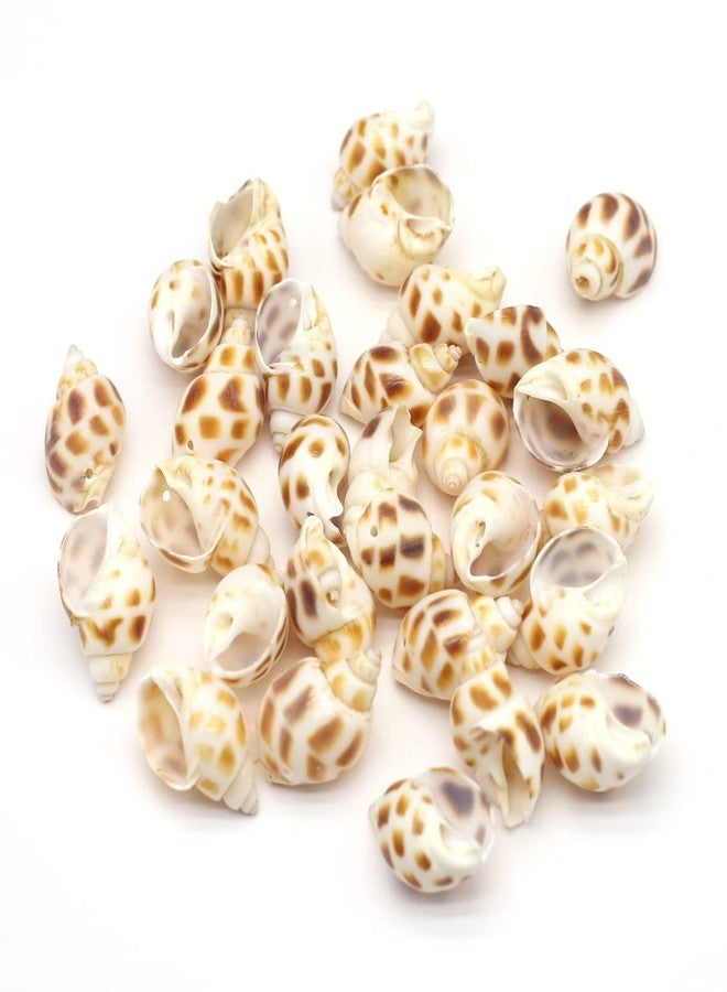 Zotoone 100g 20pcs Natural Shell Conch Beach Wedding Coastal Decoration Jewelry Making Creative Crafts Trinket Fish Tank Aquarium Ornament - Image 1