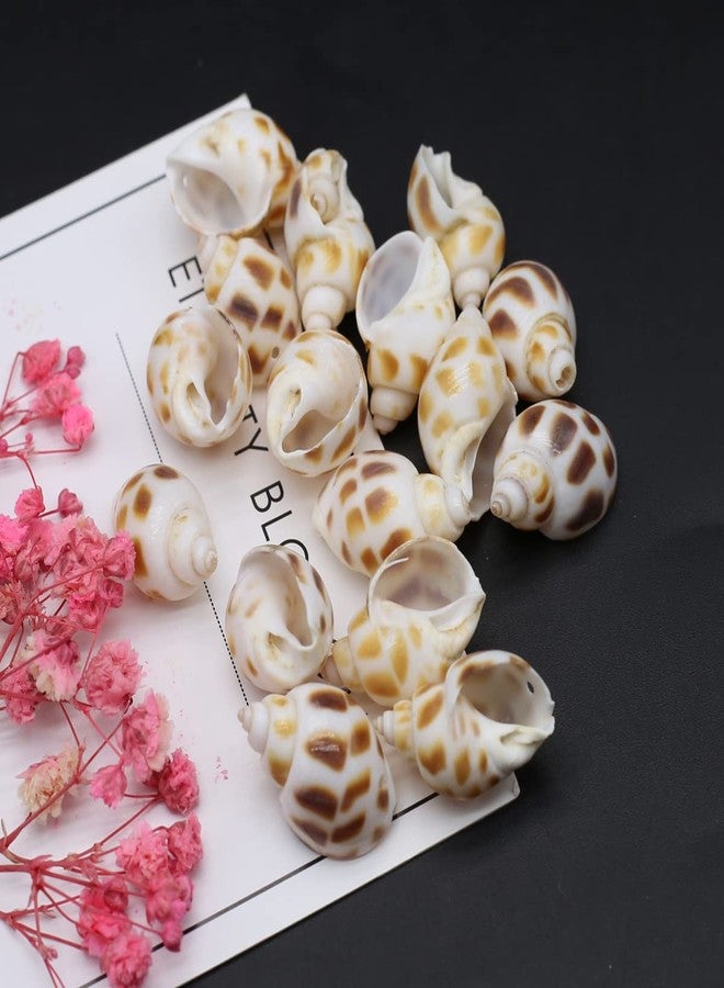 Zotoone 100g 20pcs Natural Shell Conch Beach Wedding Coastal Decoration Jewelry Making Creative Crafts Trinket Fish Tank Aquarium Ornament - Image 5