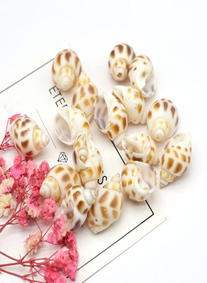 Zotoone 100g 20pcs Natural Shell Conch Beach Wedding Coastal Decoration Jewelry Making Creative Crafts Trinket Fish Tank Aquarium Ornament - Image 3