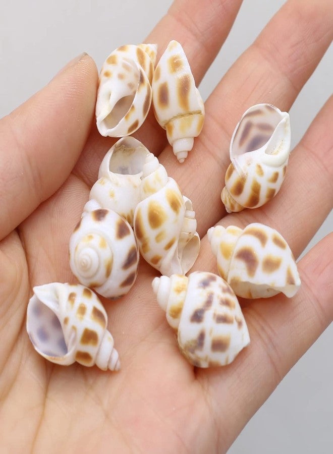 Zotoone 100g 20pcs Natural Shell Conch Beach Wedding Coastal Decoration Jewelry Making Creative Crafts Trinket Fish Tank Aquarium Ornament - Image 2