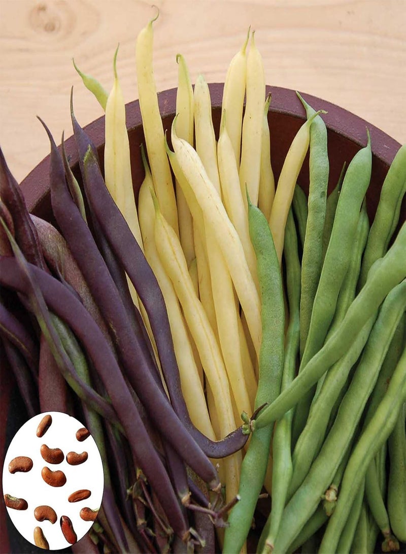 GGOOT 30Pcs/Set Mixed Green Bean Seeds Full Sun GMO-Free Medium Watered Garden Seeds Seeds - Image 1