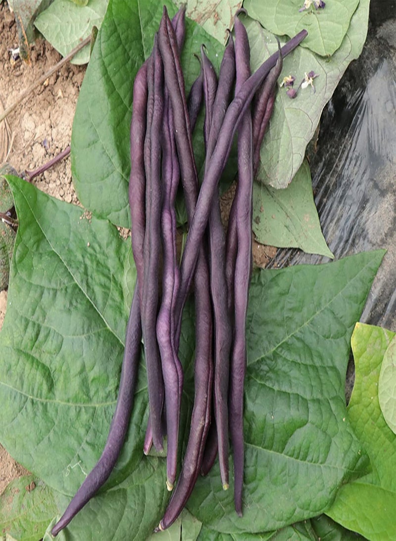 GGOOT 30Pcs/Set Mixed Green Bean Seeds Full Sun GMO-Free Medium Watered Garden Seeds Seeds - Image 4