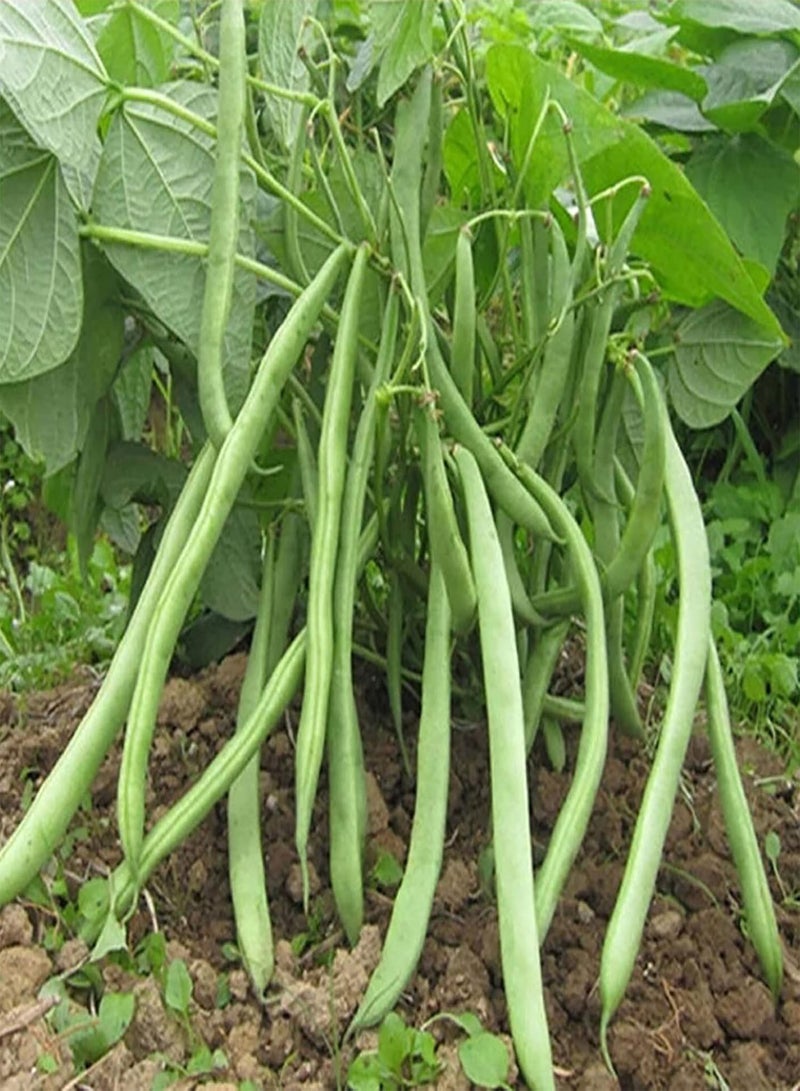 GGOOT 30Pcs/Set Mixed Green Bean Seeds Full Sun GMO-Free Medium Watered Garden Seeds Seeds - Image 2