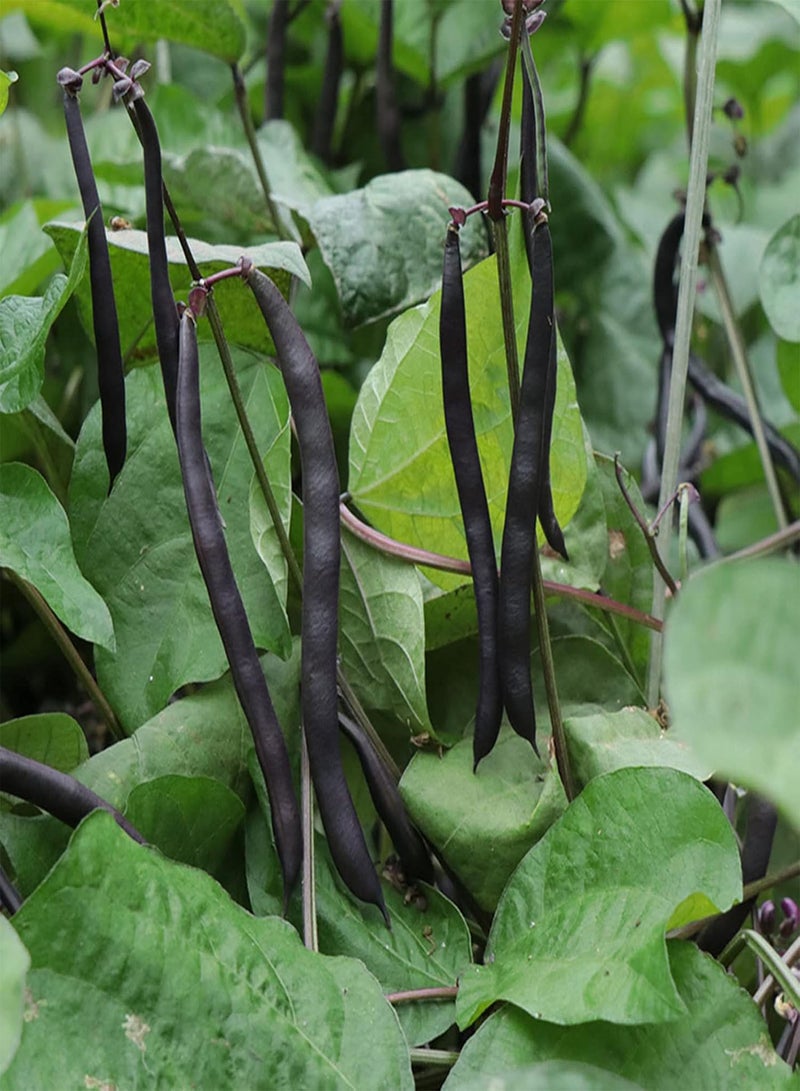 GGOOT 30Pcs/Set Mixed Green Bean Seeds Full Sun GMO-Free Medium Watered Garden Seeds Seeds - Image 5