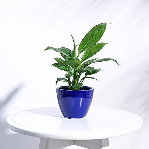 UGAOO Apple Ceramic Pot for Indoor Plants & Office 4 inch - (Small, Blue) - Image 1