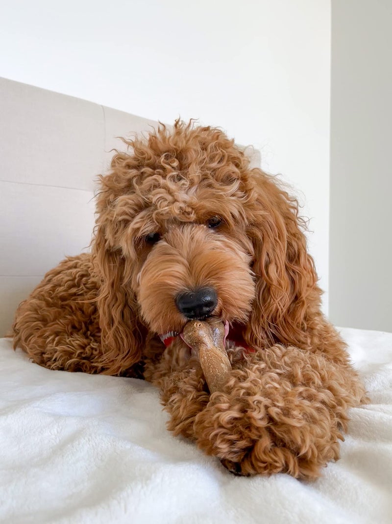 Nylabone Healthy Edibles Natural Dog Chews Long Lasting Bacon Flavor Treats for Dogs, Medium/Wolf (2 Count) - Image 2