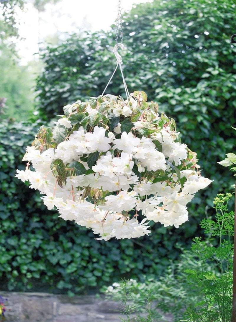 جي جوت بذور زهرة بيجونيا المضيئة البيضاء، زهور جميلة لزراعة بذور الحدائق المنزلية، عبوة من 20 بذرة من هيفي تورش - Image 5