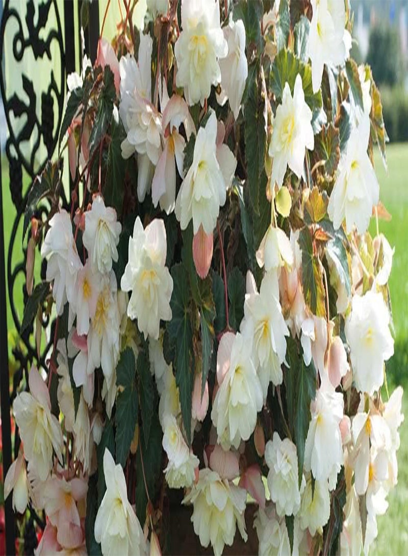 جي جوت بذور زهرة بيجونيا المضيئة البيضاء، زهور جميلة لزراعة بذور الحدائق المنزلية، عبوة من 20 بذرة من هيفي تورش - Image 3