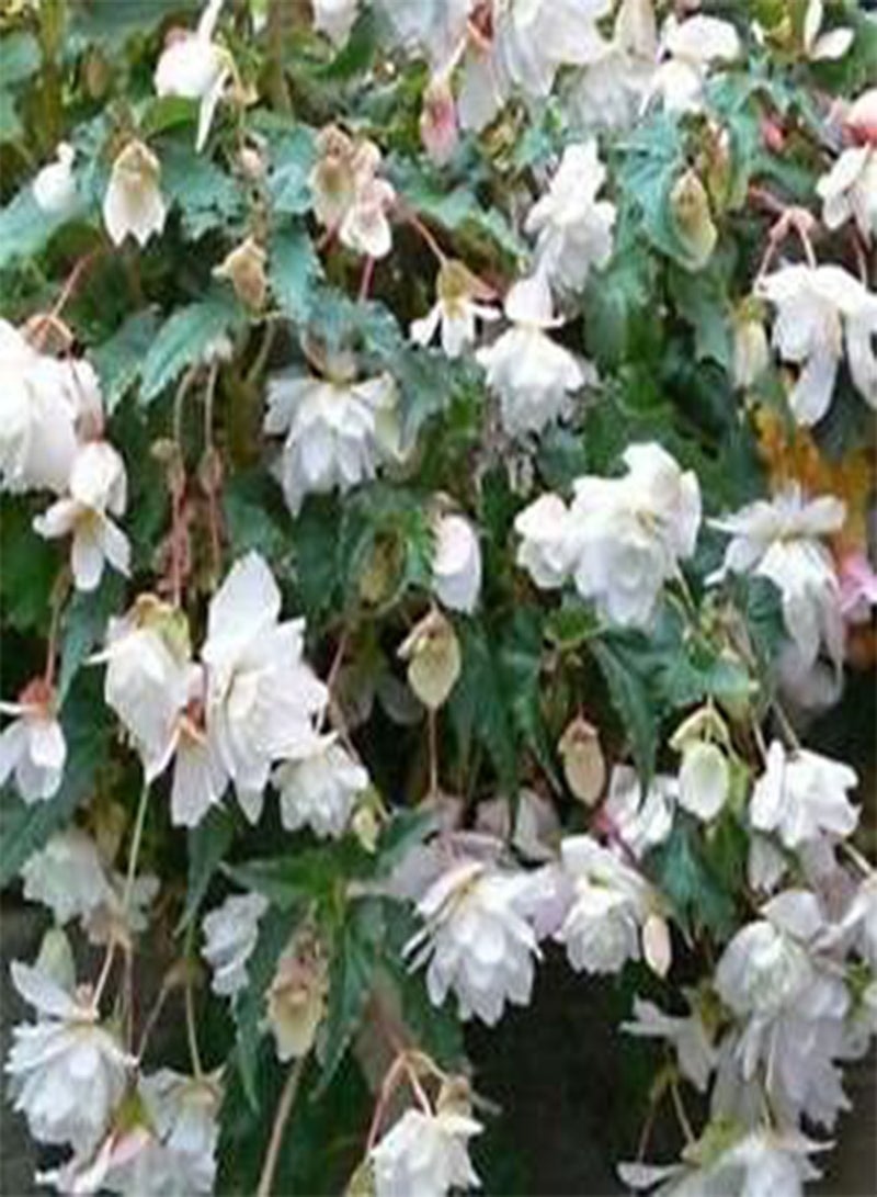 جي جوت بذور زهرة بيجونيا المضيئة البيضاء، زهور جميلة لزراعة بذور الحدائق المنزلية، عبوة من 20 بذرة من هيفي تورش - Image 2