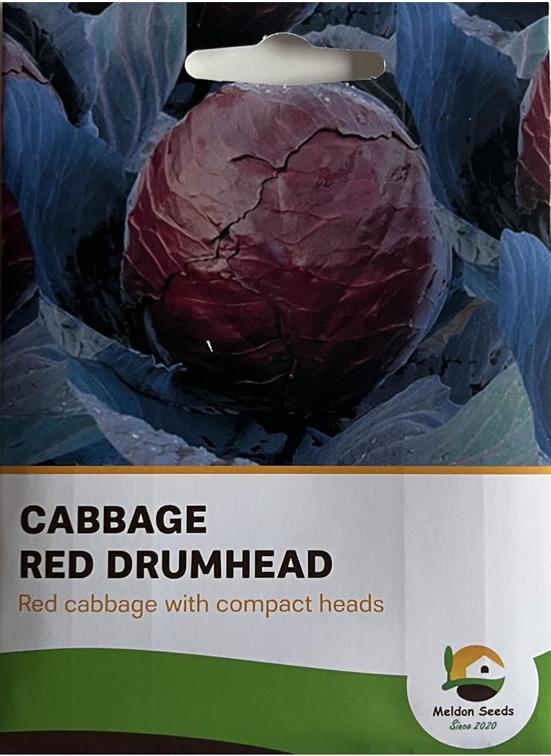 GGOOT - Red Drumhead Cabbage Seeds – 50 Red Cabbage Seeds – Suitable for Indoor & Outdoor Planting in The Allotment, Vegetable Plot or Garden – Packed in The UK by - Image 1