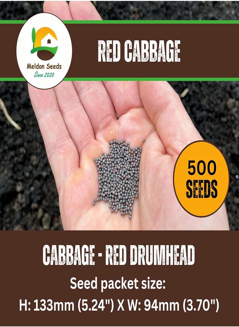 GGOOT - Red Drumhead Cabbage Seeds – 50 Red Cabbage Seeds – Suitable for Indoor & Outdoor Planting in The Allotment, Vegetable Plot or Garden – Packed in The UK by - Image 1