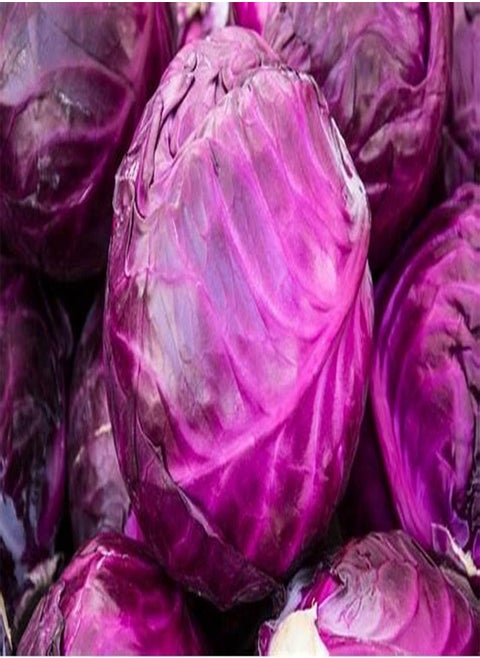 Red Drumhead Cabbage Seeds – 50 Red Cabbage Seeds – Suitable for Indoor & Outdoor Planting in The Allotment, Vegetable Plot or Garden – Packed in The UK by