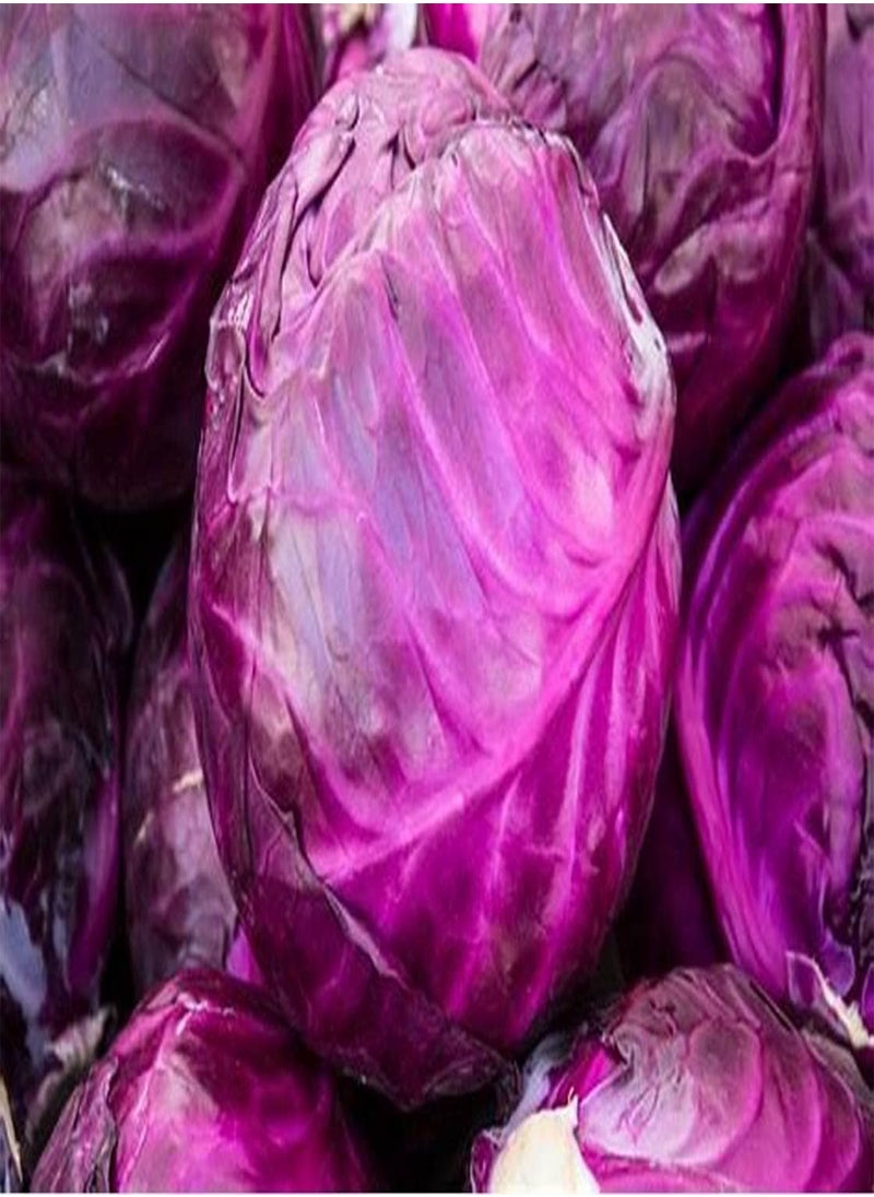 GGOOT - Red Drumhead Cabbage Seeds – 50 Red Cabbage Seeds – Suitable for Indoor & Outdoor Planting in The Allotment, Vegetable Plot or Garden – Packed in The UK by - Image 1
